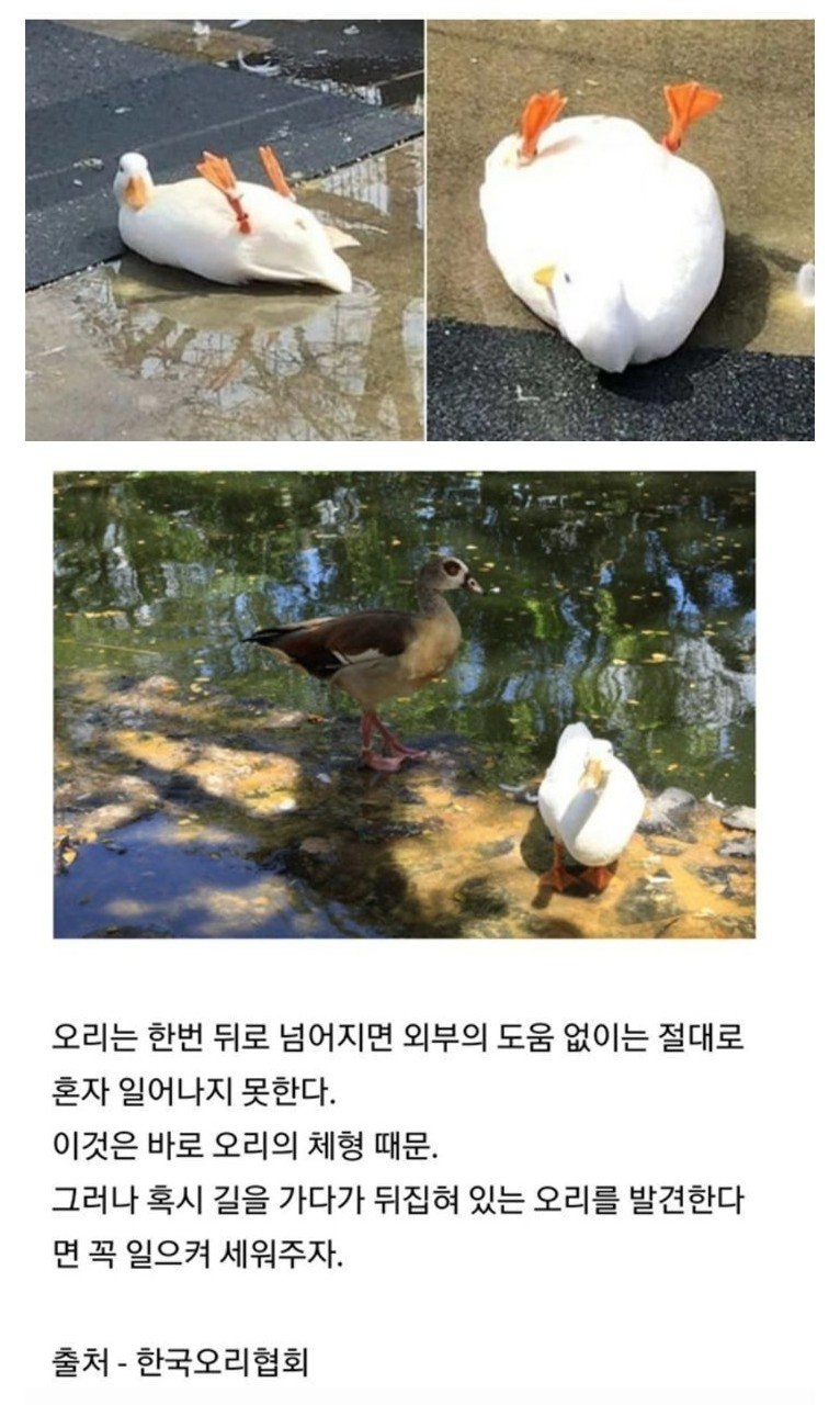 뒤집혀진 오리를 만났을 때 해야 할 일