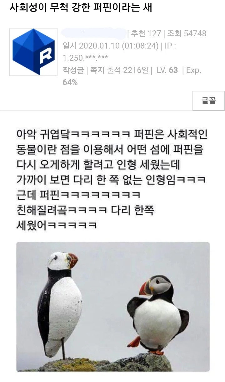 사회성이 무척 강한 퍼핀이라는 새.jpg