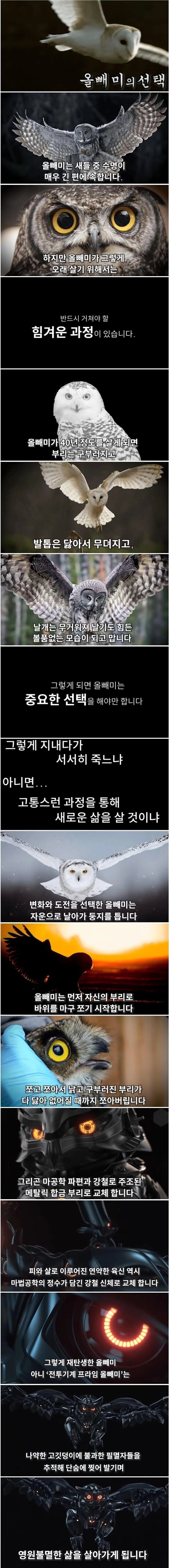 죽을날이 다가온 올빼미의 선택