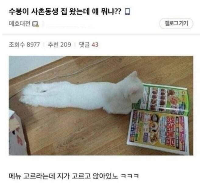 사촌동생 집 왔는데 얘 뭐냐??