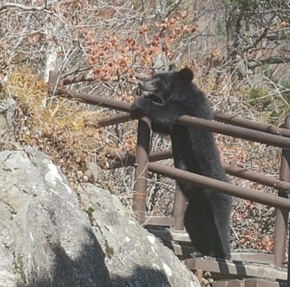 지리산 반달곰 실물 느낌