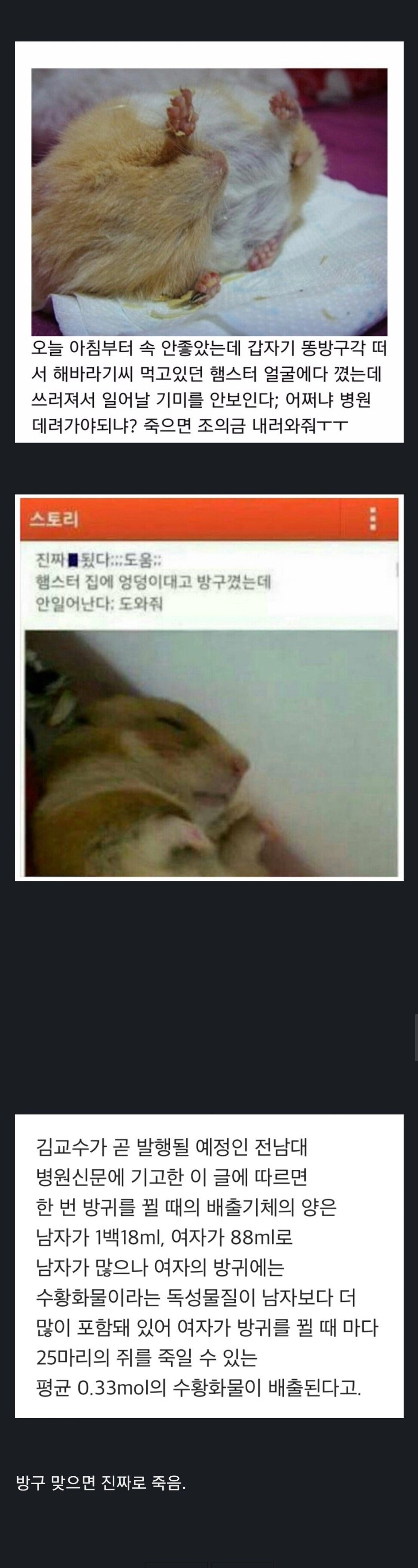 햄스터에게 방귀를 뀌면 안 되는 이유