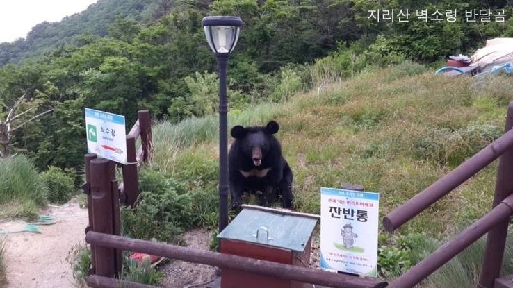 지리산 반달곰 실물 느낌