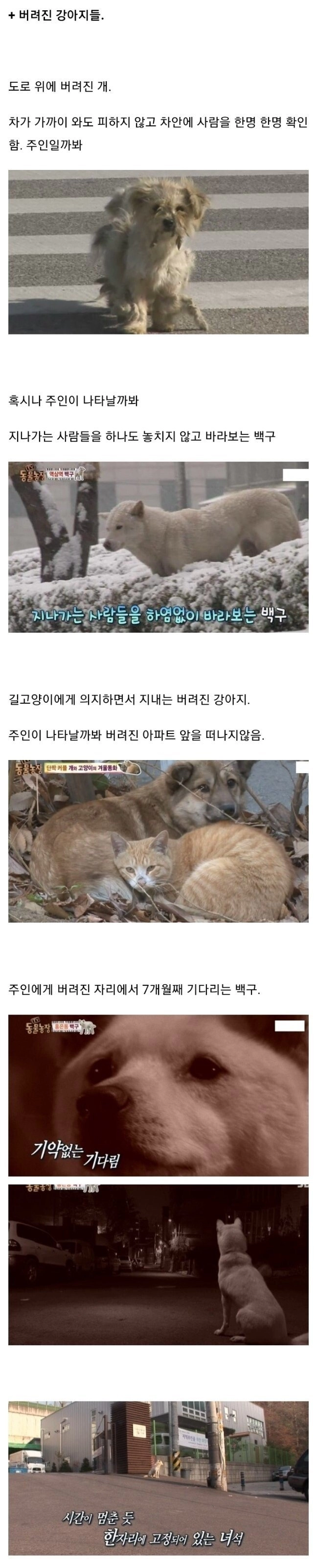 댕댕이가 주인할때 버려질때 심리 ㅜㅜ