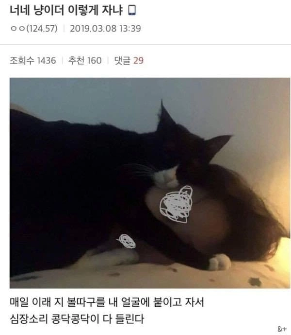 집사를 너무 사랑한 고양이