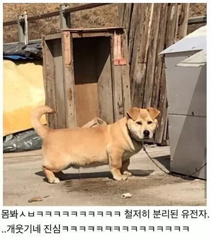 레전드 시골 잡종견.jpg