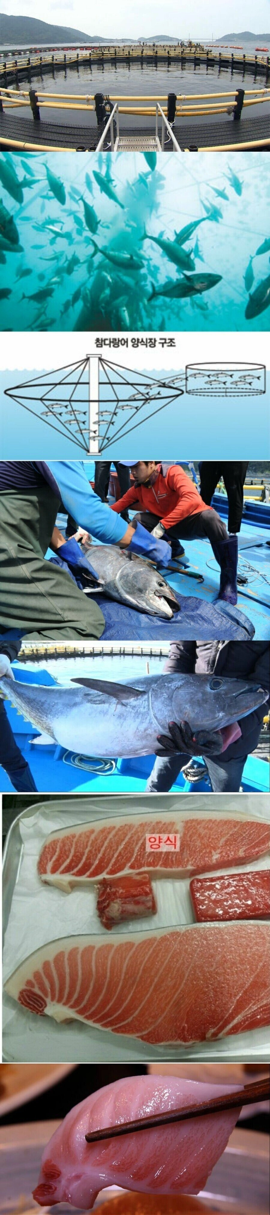 지구 온난화로 인해서 한반도에서 가능해진 양식...JPG