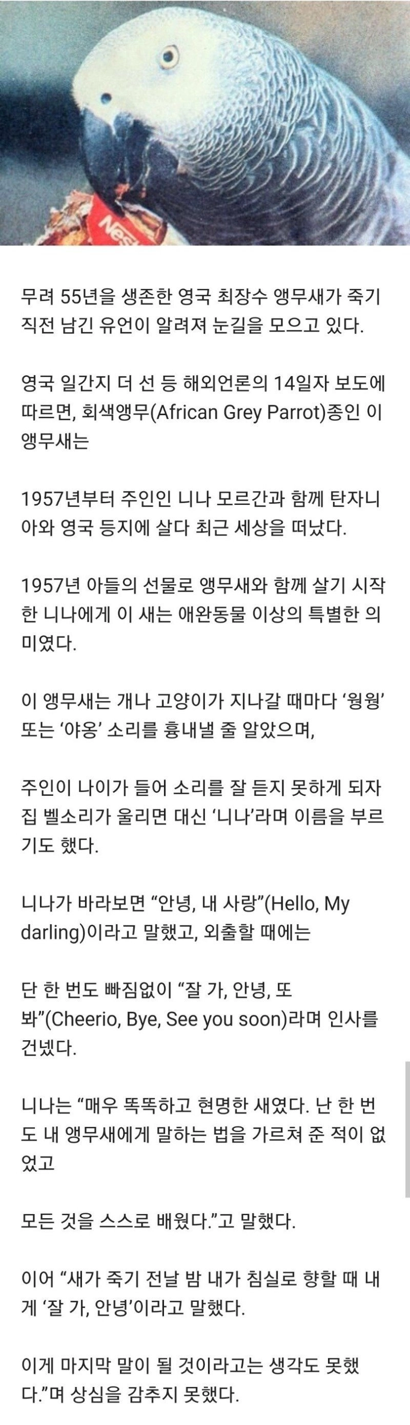 55년 긴 생을 마감한 앵무새의 마지막 말.jpg