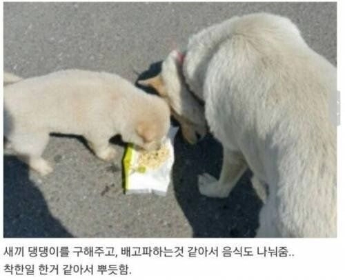 백구가 사람을 따라온 이유..jpg