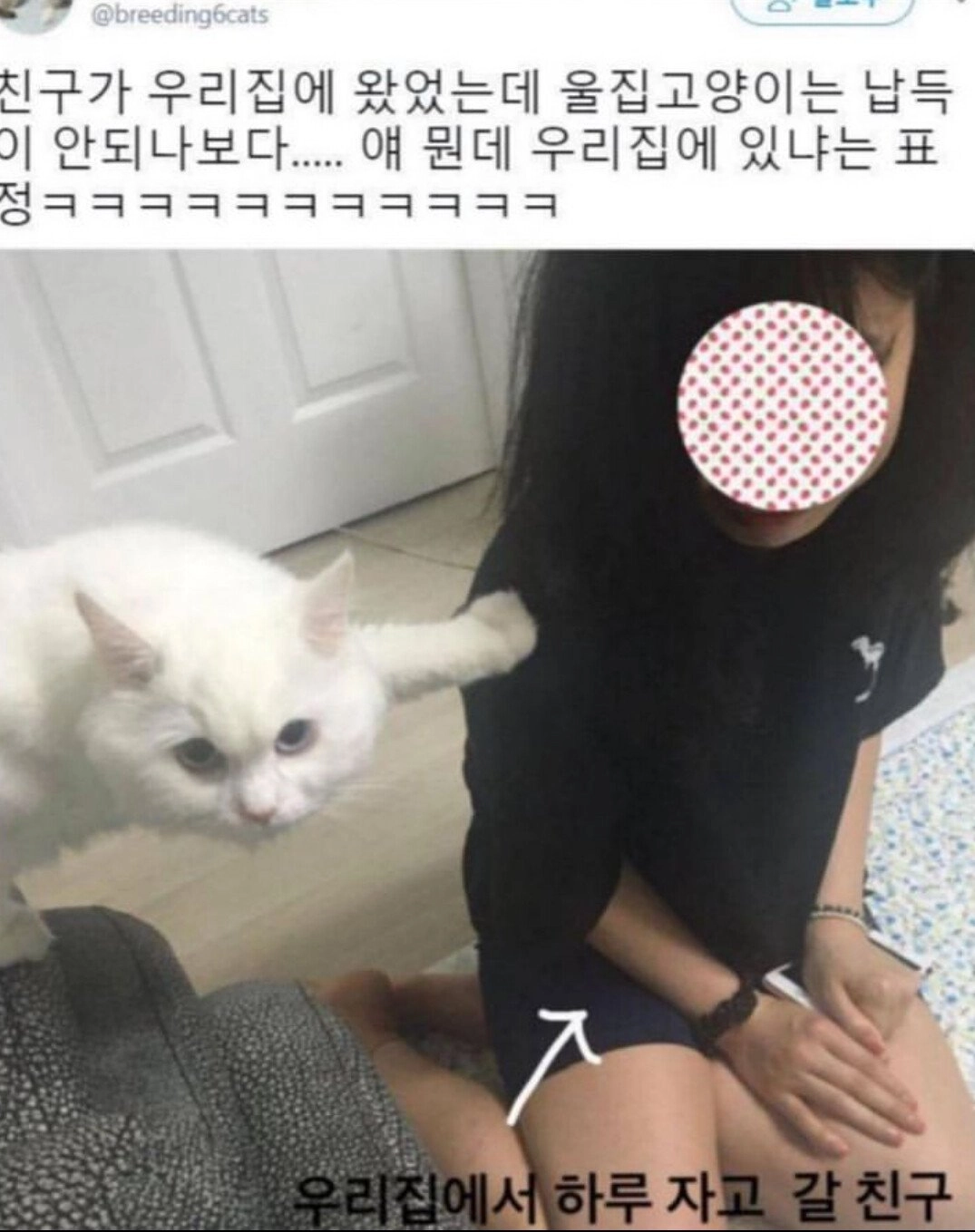 납득이 안되는 고양이 반응.jpg