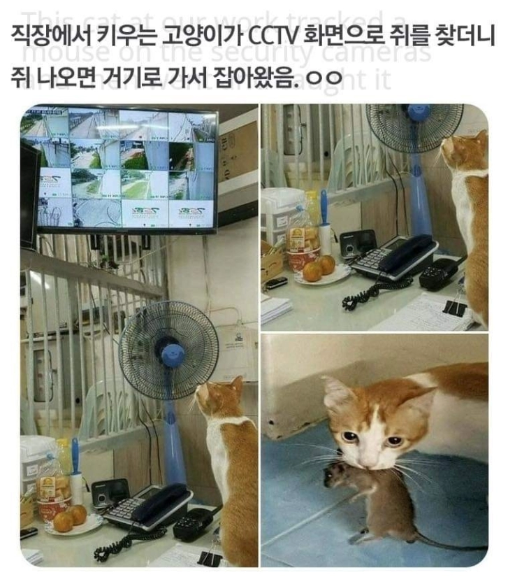 CCTV보면서 경계근무 서는 고양이