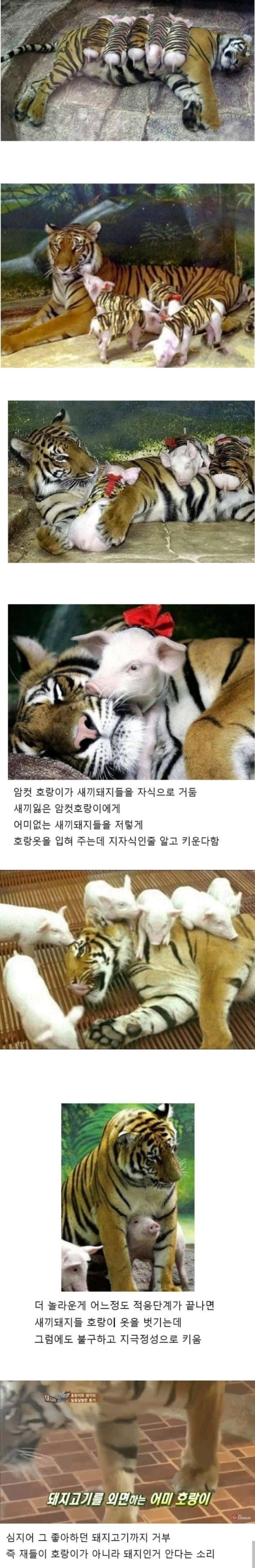 호랑이의 모성애.jpg