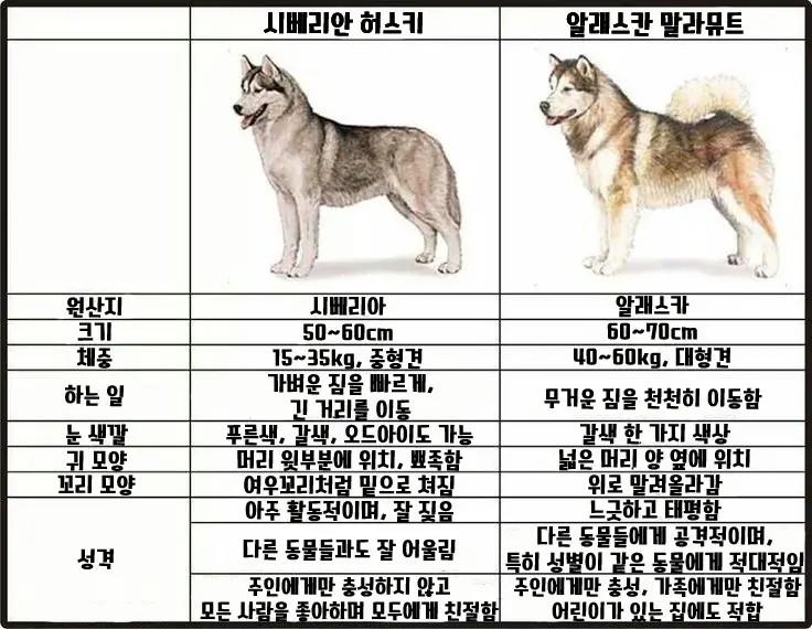 늑대와 허스키의 실제 덩치 차이