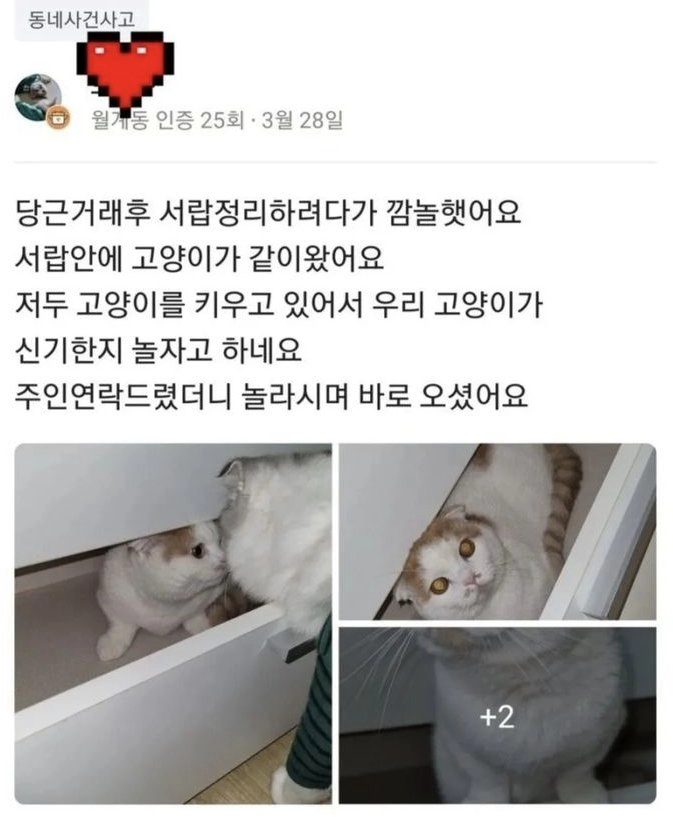 당근거래 했더니 고양이가 딸려옴