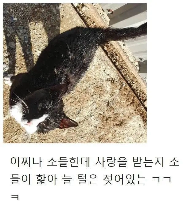 우연히 목장으로 찾아온 고양이의 친화력