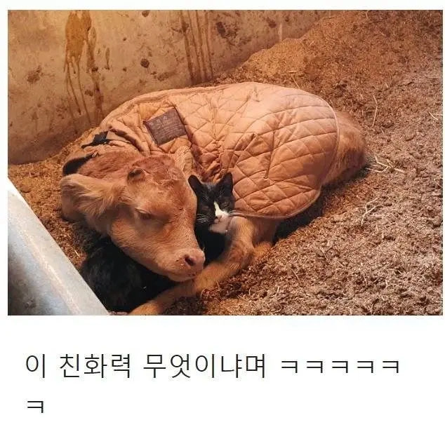 우연히 목장으로 찾아온 고양이의 친화력