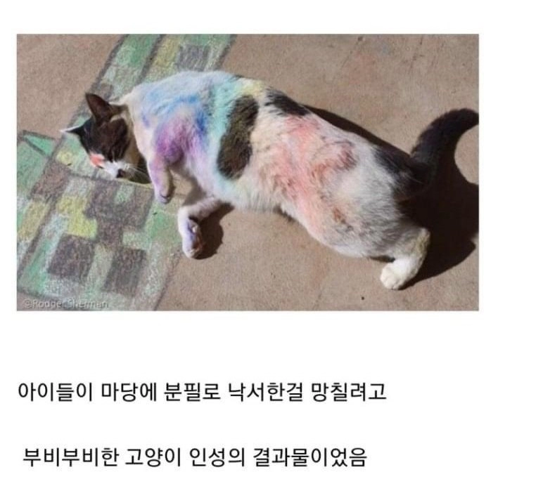 어느날 고양이 몸에 그려진 낙서의 정체