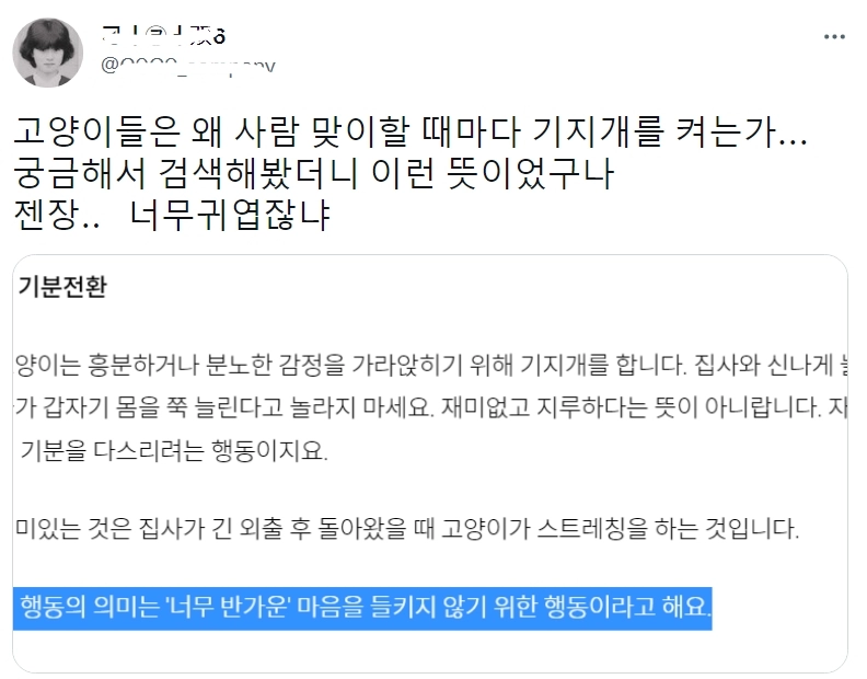 고양이가 집사오면 기지개 피는 이유