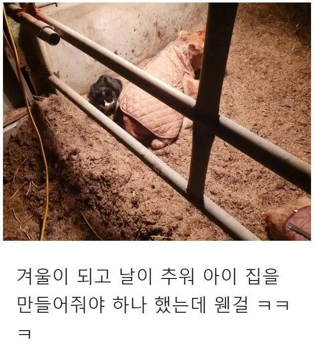 우연히 목장으로 찾아온 고양이의 친화력