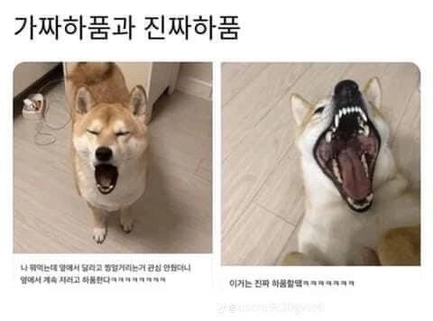 가짜하품과 진짜하품