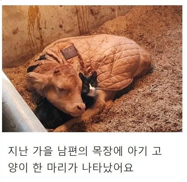 우연히 목장으로 찾아온 고양이의 친화력