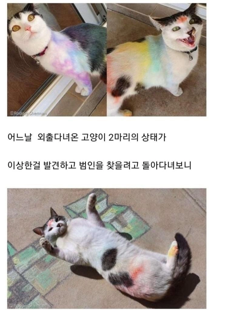 어느날 고양이 몸에 그려진 낙서의 정체