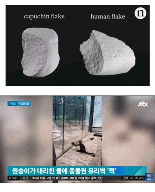 인간 다음으로 구석기 시대에 진입 성공한 동물.jpg