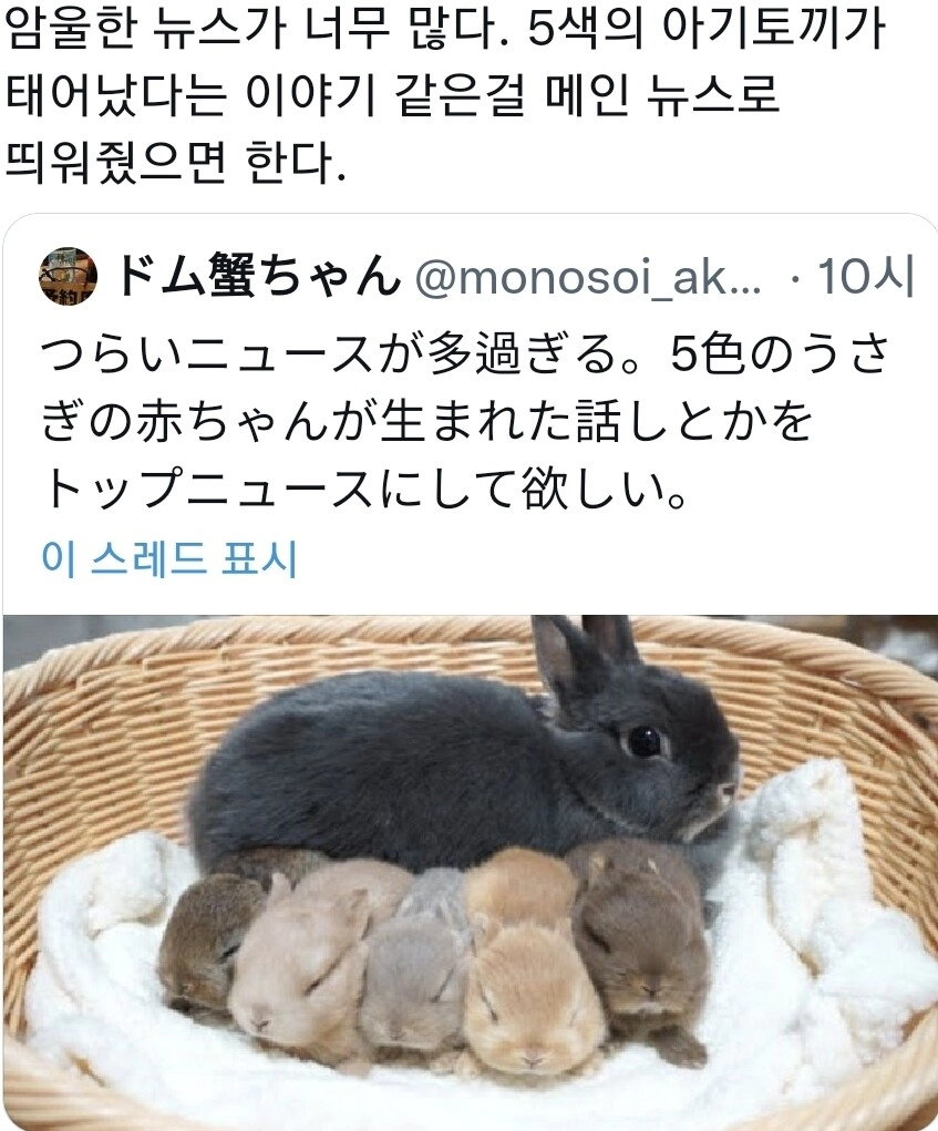 오색 아기토끼