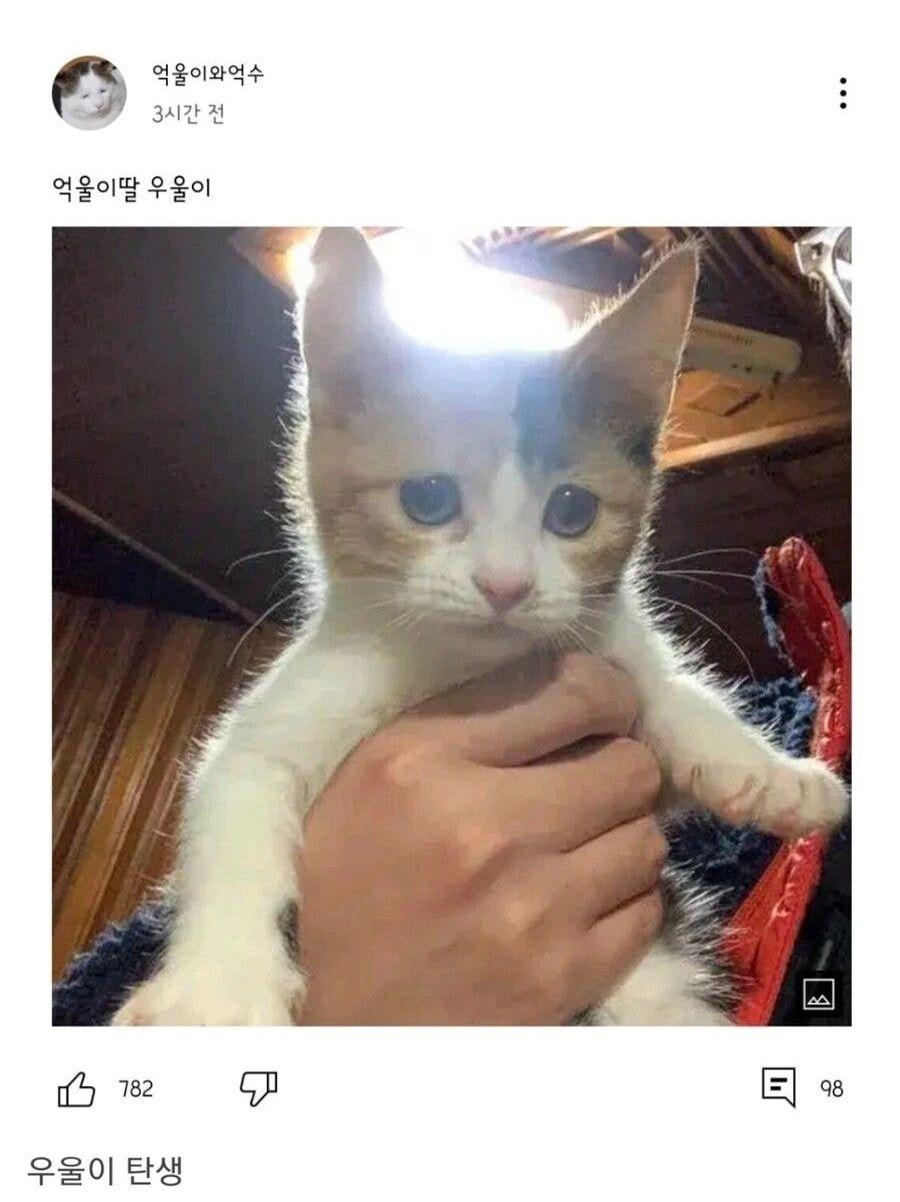 억울하게 생긴 고양이 근황
