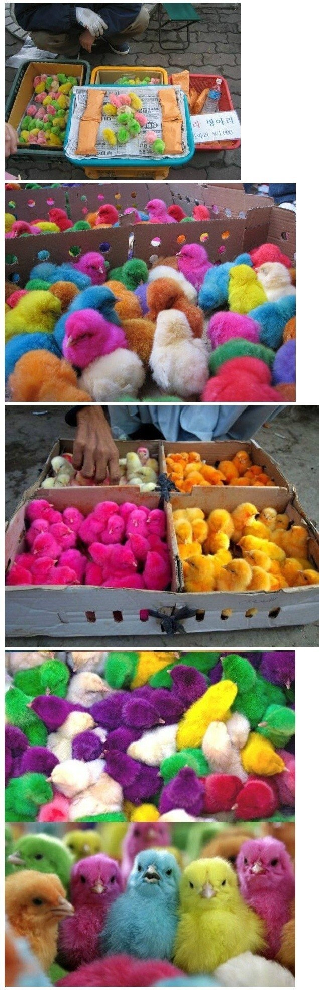 컬러 병아리가 만들어지는 과정 ㄷㄷㄷ