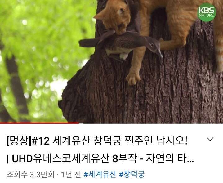 캣맘에게 점령당한 창덕궁.jpg