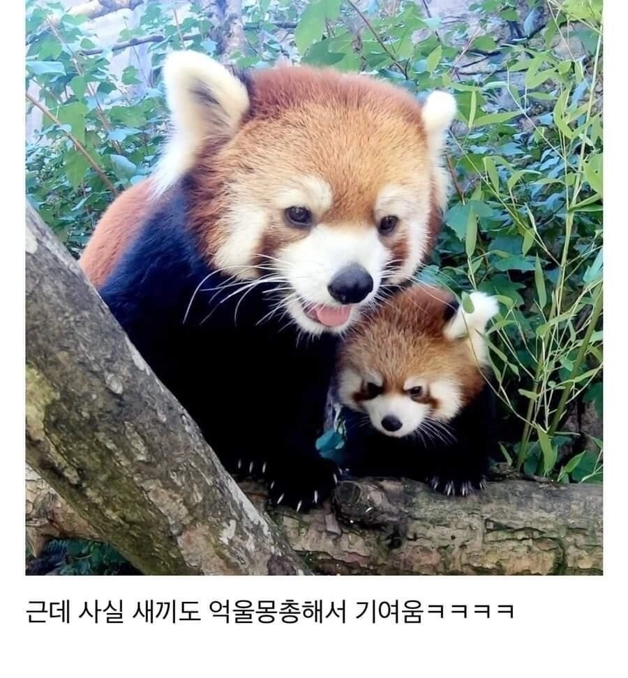 새끼보다 성체가 더 귀여운 동물