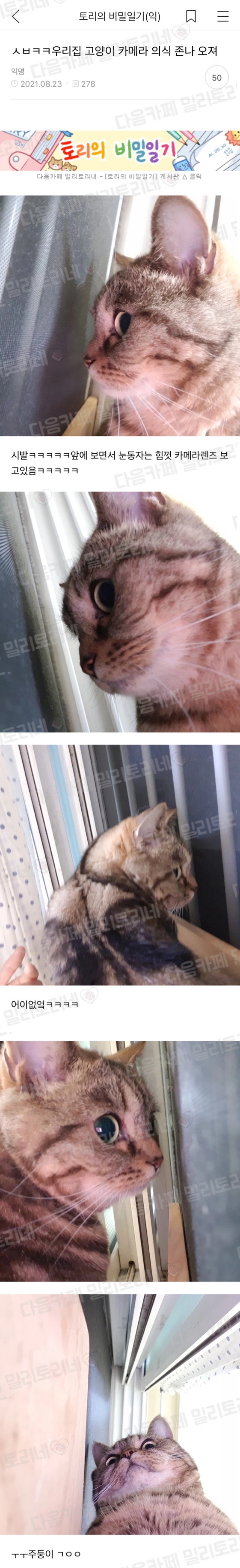 우리집 고양이 카메라 의식 존나 오져.jpg