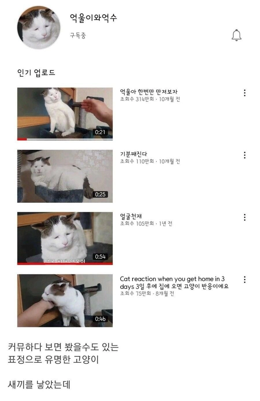 억울하게 생긴 고양이 근황