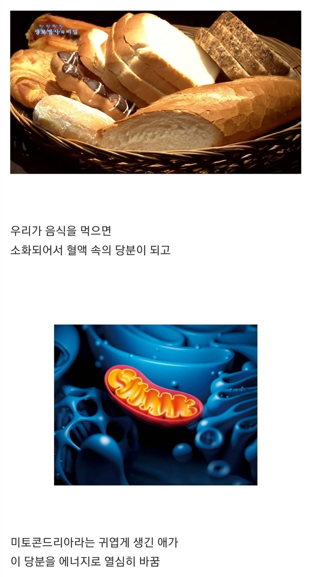 과식하면 빨리늙고 빨리죽는 이유