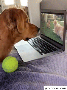 어미가 살아있을 때 영상 보는 골댕이