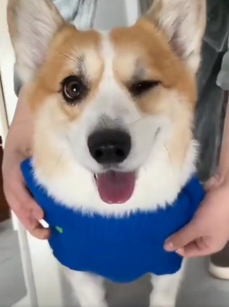 스스로 옷입는 웰시코기 졸귀 ㅋㅋ