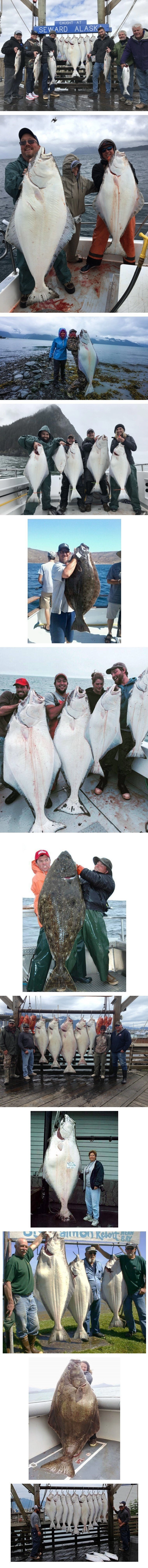 알레스카 자연산 광어