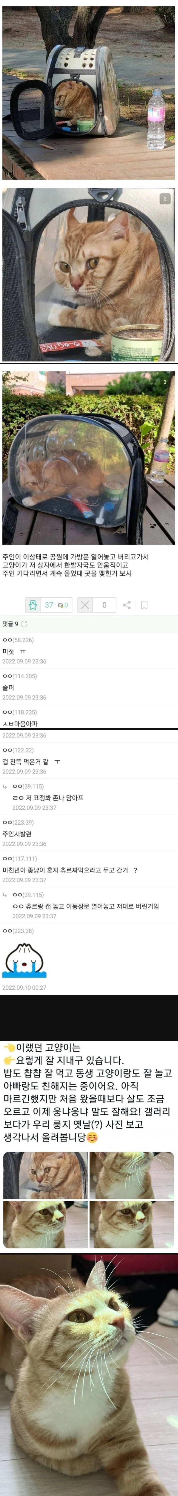 버림받아 울고있던 고양이