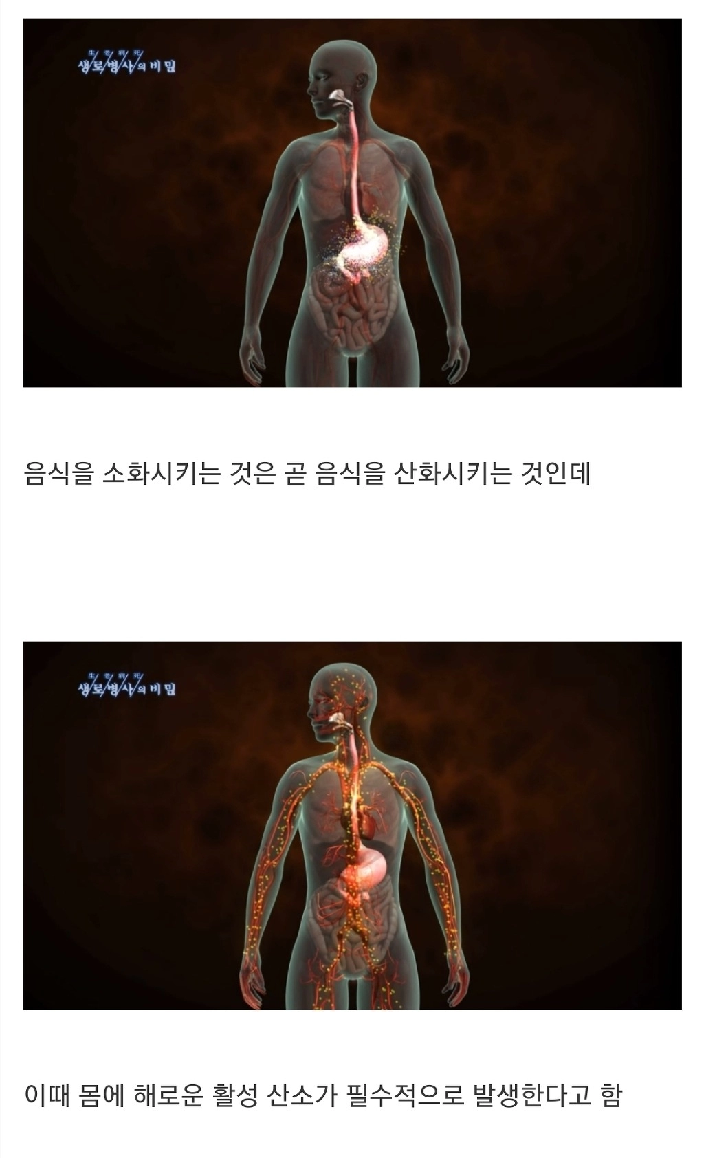과식하면 빨리늙고 빨리죽는 이유