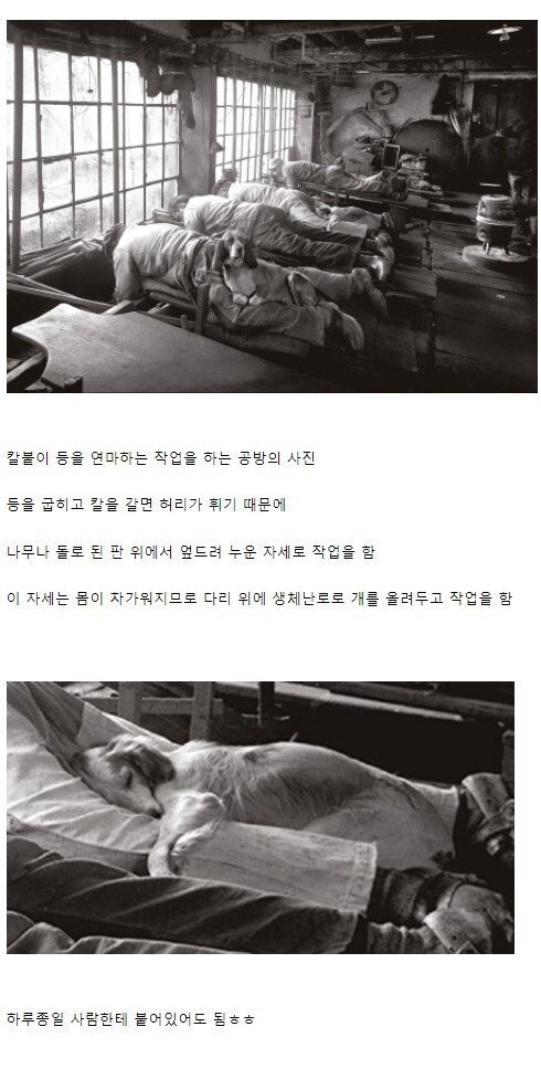 19세기 신기한 개들의 직업.jpg