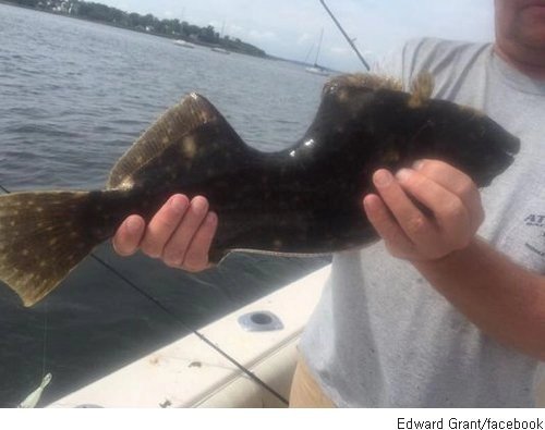 생명력 쩌는 광어.jpg