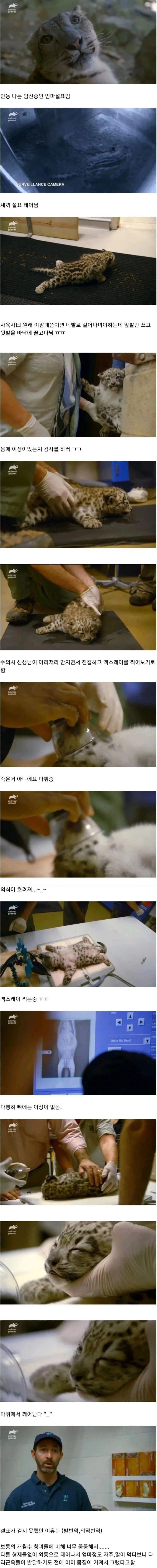 아기설표가 걷지못하는 이유