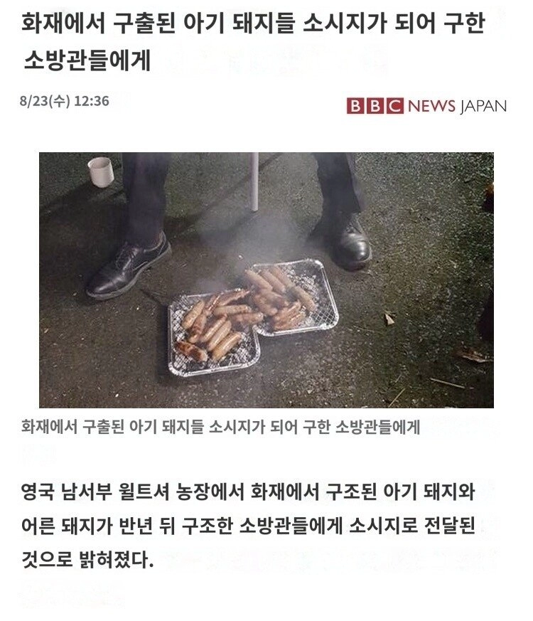 화재에서 구출된 아기돼지들 반년뒤..