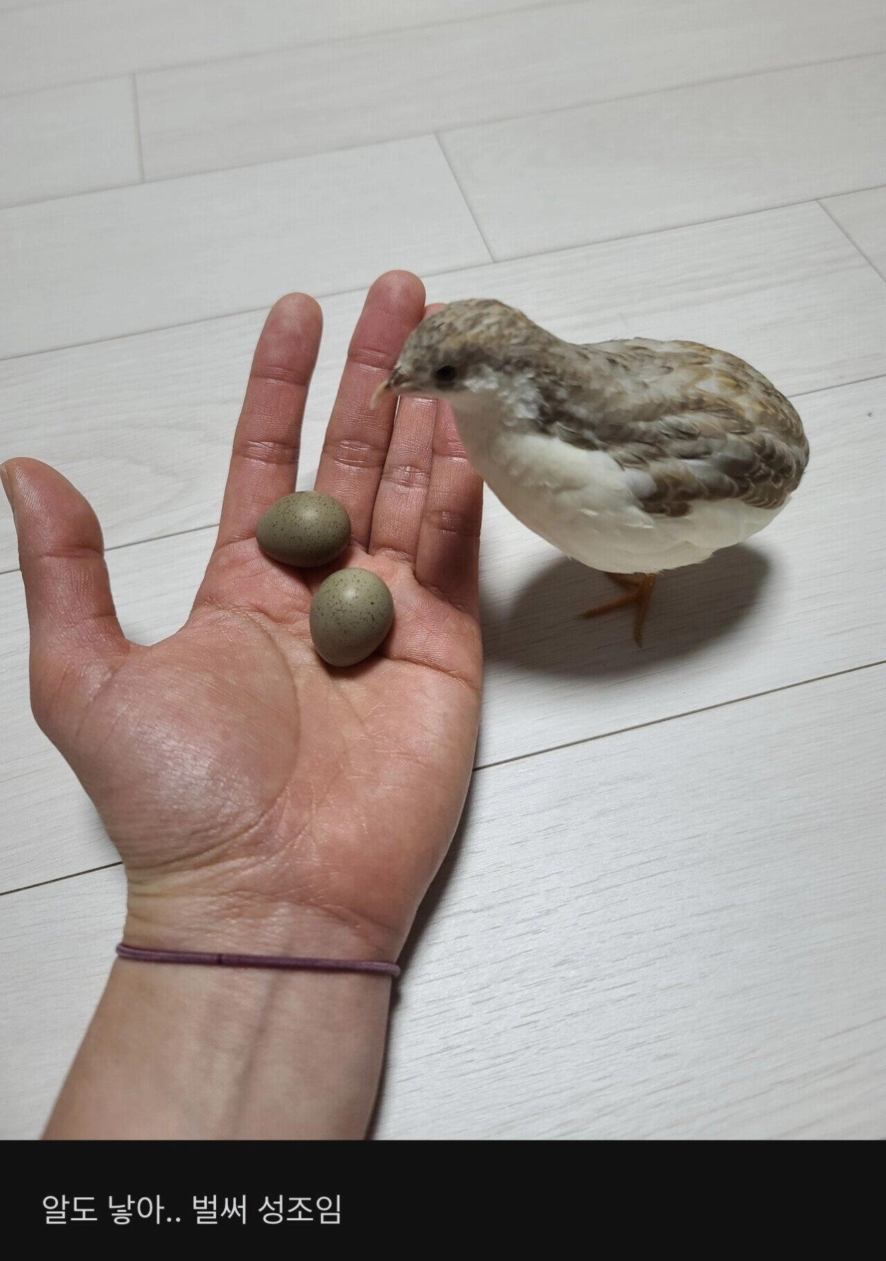 애완 메추리 키우는 여자