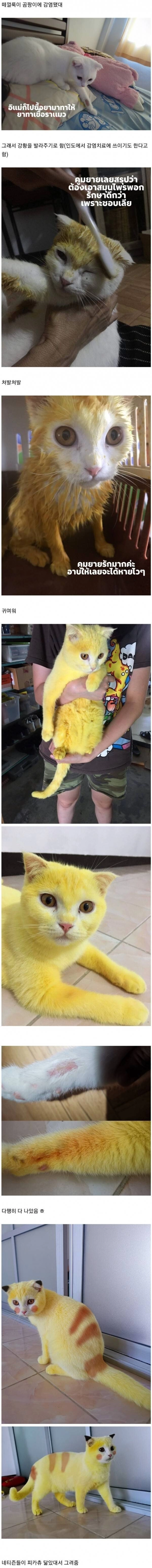 인도식 고양이 피부병 치료