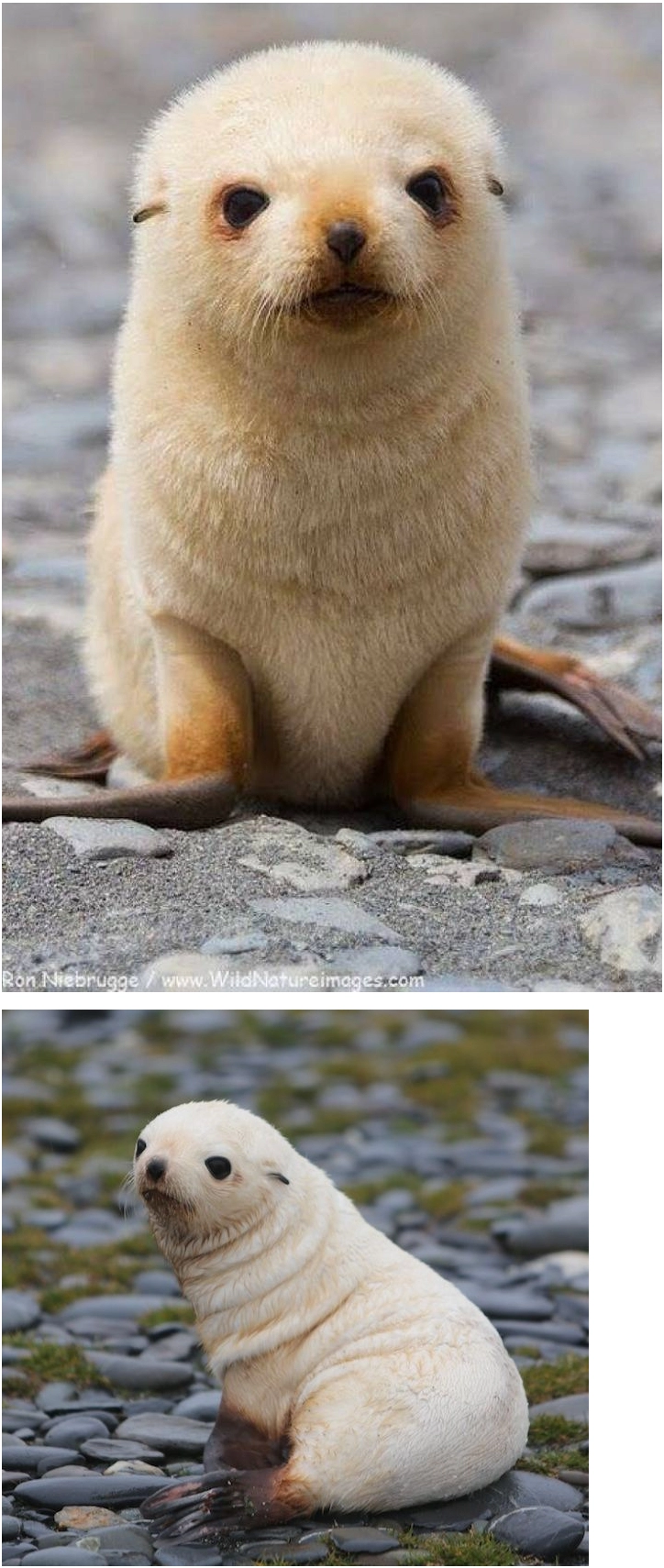 1000마리중에 1마리 꼴로 태어난다는 금색 물개