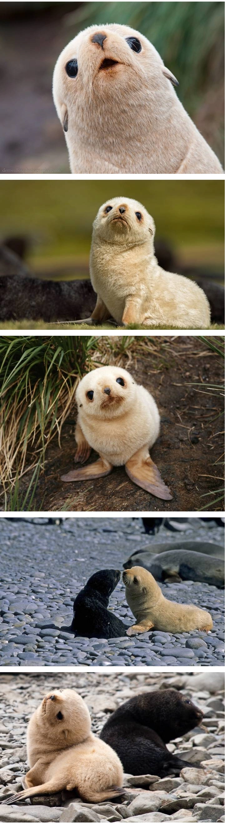 1000마리중에 1마리 꼴로 태어난다는 금색 물개