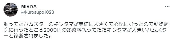 햄스터 불알이 이상하게 커서 병원에 가본 결과