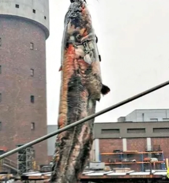 배수관을 막고있었던 의외의 정체